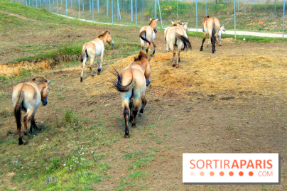 Camion Safari : une visite guidée dans les coulisses de Thoiry