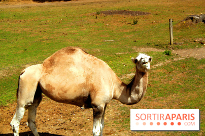 Camion Safari : une visite guidée dans les coulisses de Thoiry