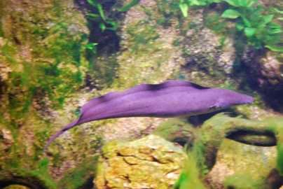Les Vacances de Printemps à l'Aquarium Tropical