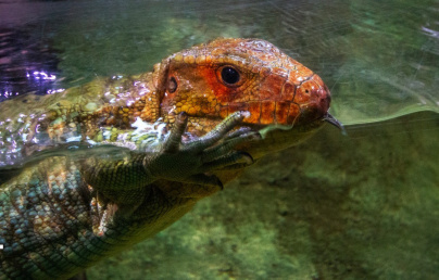 De nouveaux arrivants au vivarium du ZooSafari de Thoiry, entièrement réaménagé