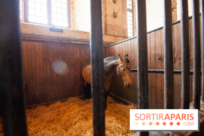 Nature, le spectacle équestre à Chantilly