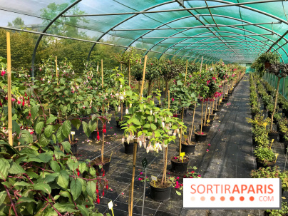 L'Arboretum de Versailles - Chevreloup