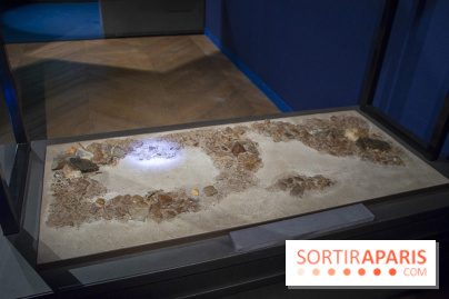 Un T-Rex à Paris : les photos