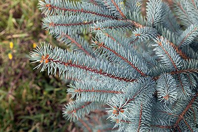 Noël 2020 : notre best of des Sapins de Noël