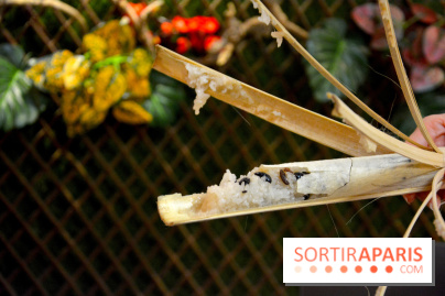 Baoli Bao, le temple du Bao Burger