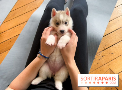Puppy Yoga Paris, des séances de yoga tout en câlins avec d'adorables chiots - Prochaines dates