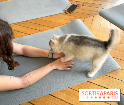 Puppy Yoga Paris, des séances de yoga tout en câlins avec d'adorables chiots - Prochaines dates