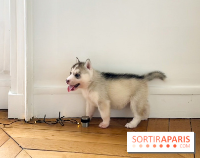 Puppy Yoga Paris, des séances de yoga tout en câlins avec d'adorables chiots 