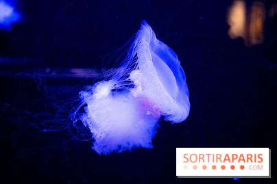 L'Aquarium de Paris ouvre son Médusarium