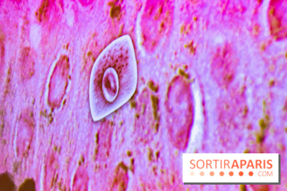 Dans ma peau au Musée de l'Homme : nos photos