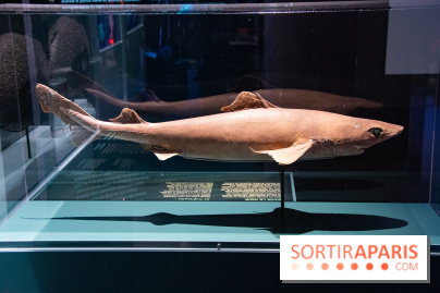 Océan, l'exposition à la Grande Galerie de l'Evolution