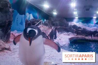 Les petits déjeuners avec les manchots de l'aquarium Sea Life