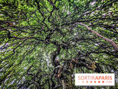 Le parcours des Arbres Admirables dans le domaine du château de Versailles