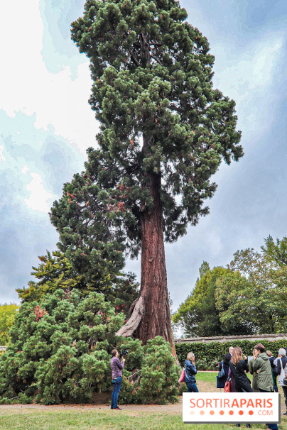 Le parcours des Arbres Admirables dans le domaine du château de Versailles
