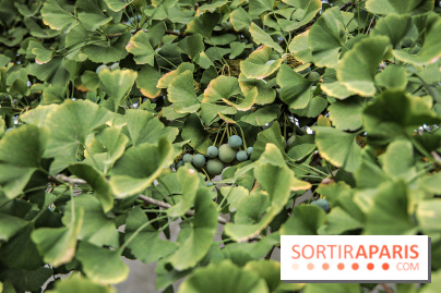 Le parcours des Arbres Admirables dans le domaine du château de Versailles