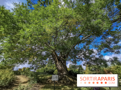 Le parcours des Arbres Admirables dans le domaine du château de Versailles