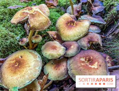 Cueillette des champignons : comment être sûr que notre récolte est comestible ?