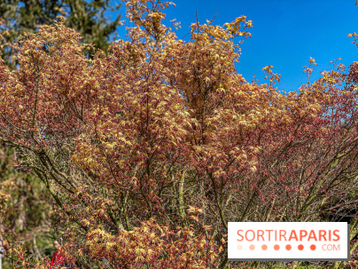 Les cerisiers et arbres en fleurs de l’Arboretum de Chevreloup