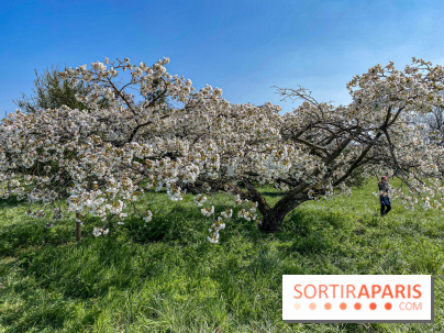 Les cerisiers et arbres en fleurs de l’Arboretum de Chevreloup
