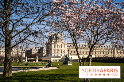 Cerisiers en fleurs à paris et aux alentours - Jardins des Tuileries - magnolias