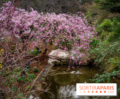 Cerisiers en fleurs à paris et aux alentours - Parc Montsouris