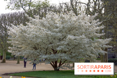 Cerisiers en fleurs à paris et aux alentours - Jardin des Plantes
