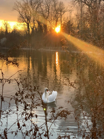 Rosa Bonheur de la Porte Jaune, les photos