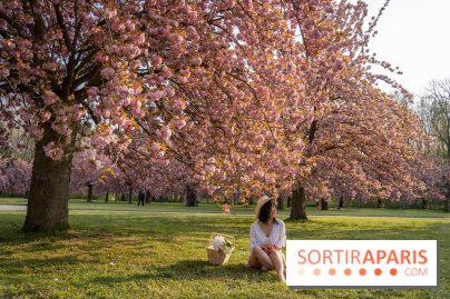 Le Parc de Sceaux et ses cerisiers en fleurs