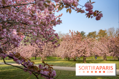 Le Parc de Sceaux et ses cerisiers en fleurs