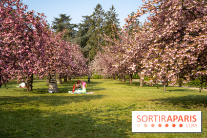 Le Parc de Sceaux et ses cerisiers en fleurs