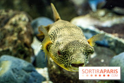 L'Aquarium Tropical de la Porte Dorée