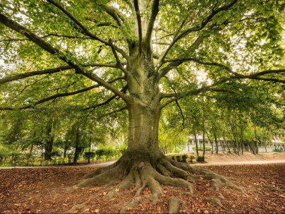 L'Arbre de l’année 2023 : découvrez le plus bel arbre de la région, qui représente l’Île-de-France