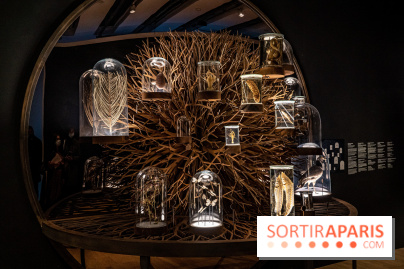 Exposition Aux frontières de l'humain au Musée de l'Homme