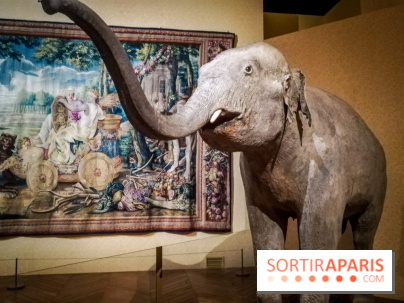 Les animaux du Roi, une exposition qui a du chien au Château de Versailles - nos photos