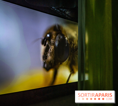 Photos : Odyssée sensorielle, l’expo immersive au Museum 