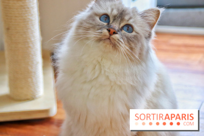 Le Moustache Pension, un hôtel pour chats douillet qui accueille vos compagnons à Paris