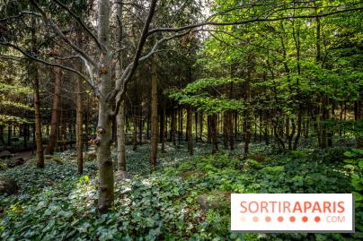 Les jardins du Musée Albert Kahn, nos photos 