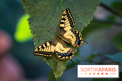 La Serre aux Papillons du Parc Floral 