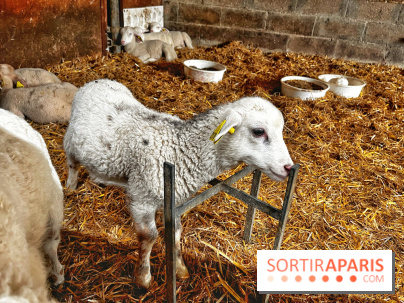 Le Château de Rambouillet et sa Bergerie nationale, un domaine d'exception en Ile-de-France