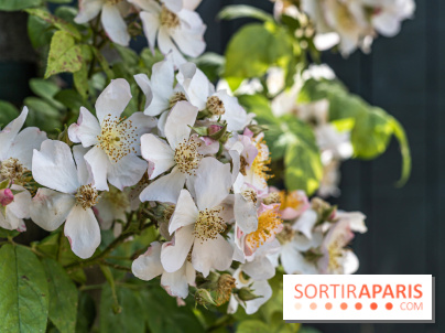 Photos : La Roseraie du val-de-Marne