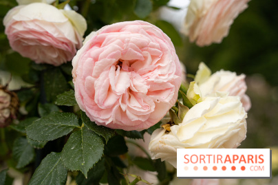 Photos : La Roseraie du val-de-Marne