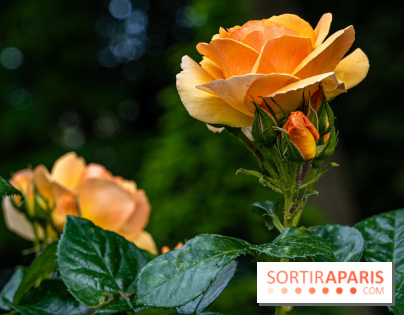 La Roseraie du Parc Lebaudy sur l'Ile de Puteaux