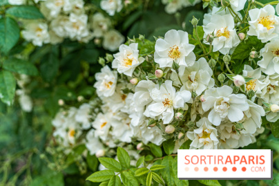 Photos La roseraie du Jardin des Plantes 