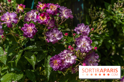 Photos La roseraie du Jardin des Plantes 