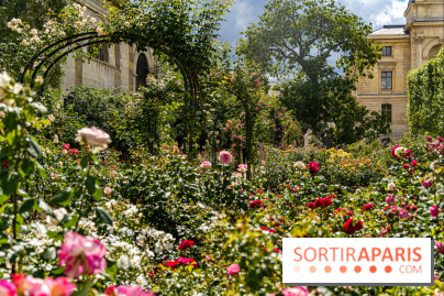 Photos La roseraie du Jardin des Plantes 