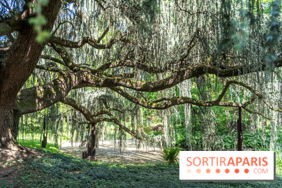 Arboretum de la Vallée-aux-Loups, une balade au milieu des arbres remarquables