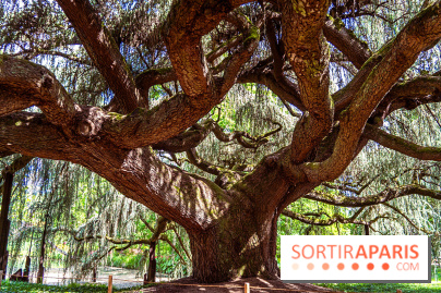 Arboretum de la Vallée-aux-Loups, une balade au milieu des arbres remarquables - A7C07788