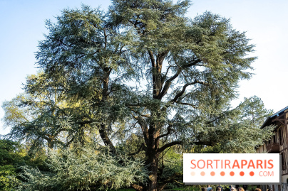 Arboretum de la Vallée-aux-Loups, une balade au milieu des arbres remarquables - A7C09399