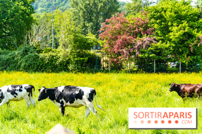 La promenade des petits ponts dans la vallée de Chevreuse -  A7C3845