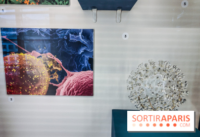 Micro mondes, une exposition à découvrir à la loupe au musée du Quai Branly, nos photos